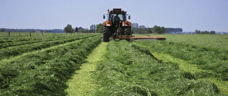 Large_Lolium_x_Hybridum_HR