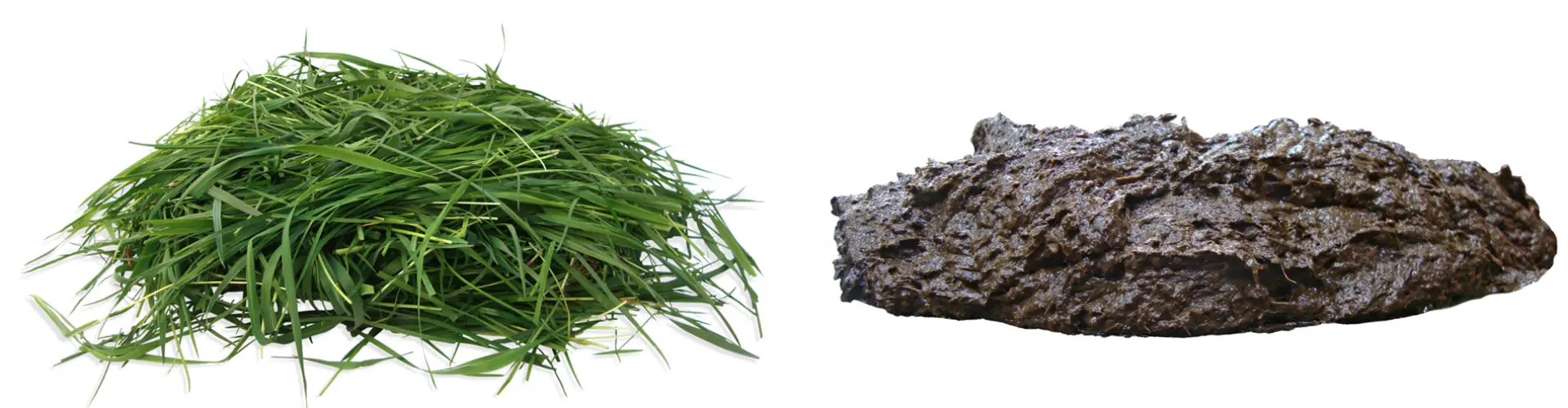 Minimale Pansenazidose mit NutriFibre