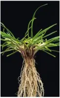 Lolium perenne2