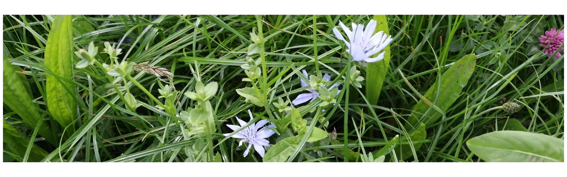 Kräuterreiches Grünland hat mehr Vorteile als nur die biologische Vielfalt