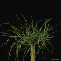 Bastardweidelgras (lolium hybridum)