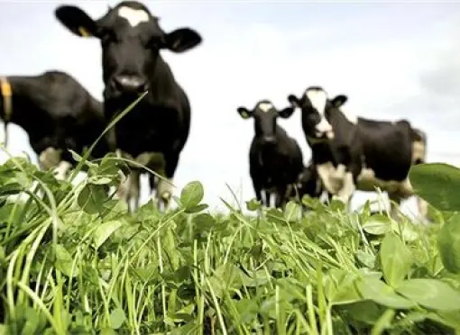 clover_meadow_8_CMYK (1)