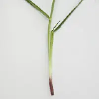 Deutsches Weidelgras (lolium perenne)