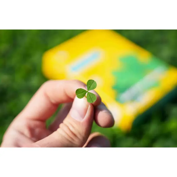 Lawn Clover 7