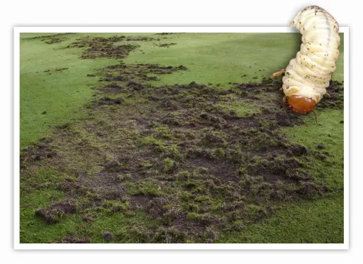 SOS die Lösung für kahle Stellen larven