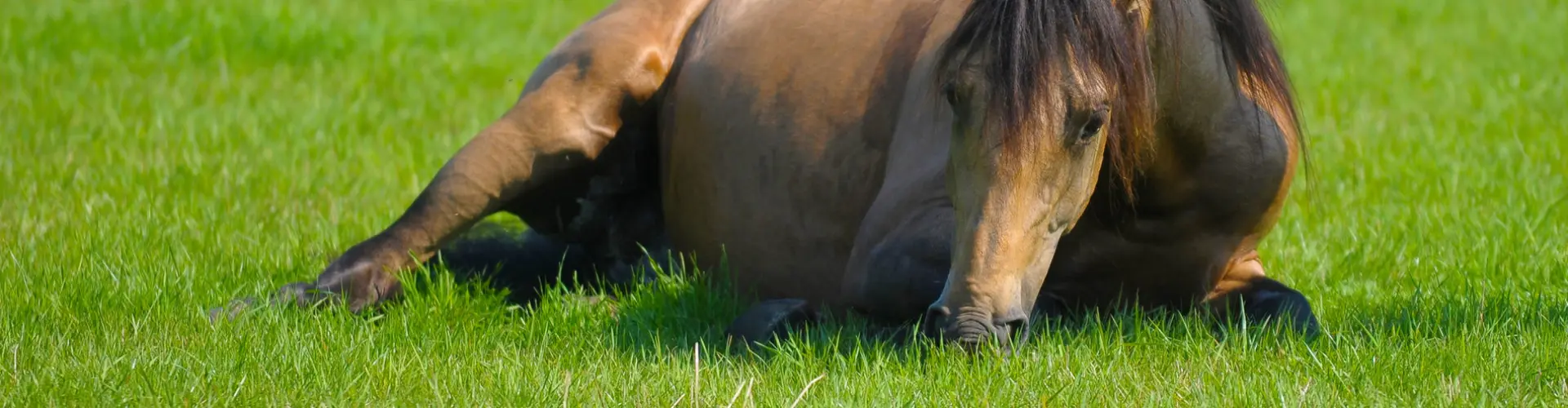 PORTAL_SLIDE_paardengras