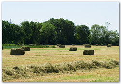 Grasland_met_hooibalen.jpg