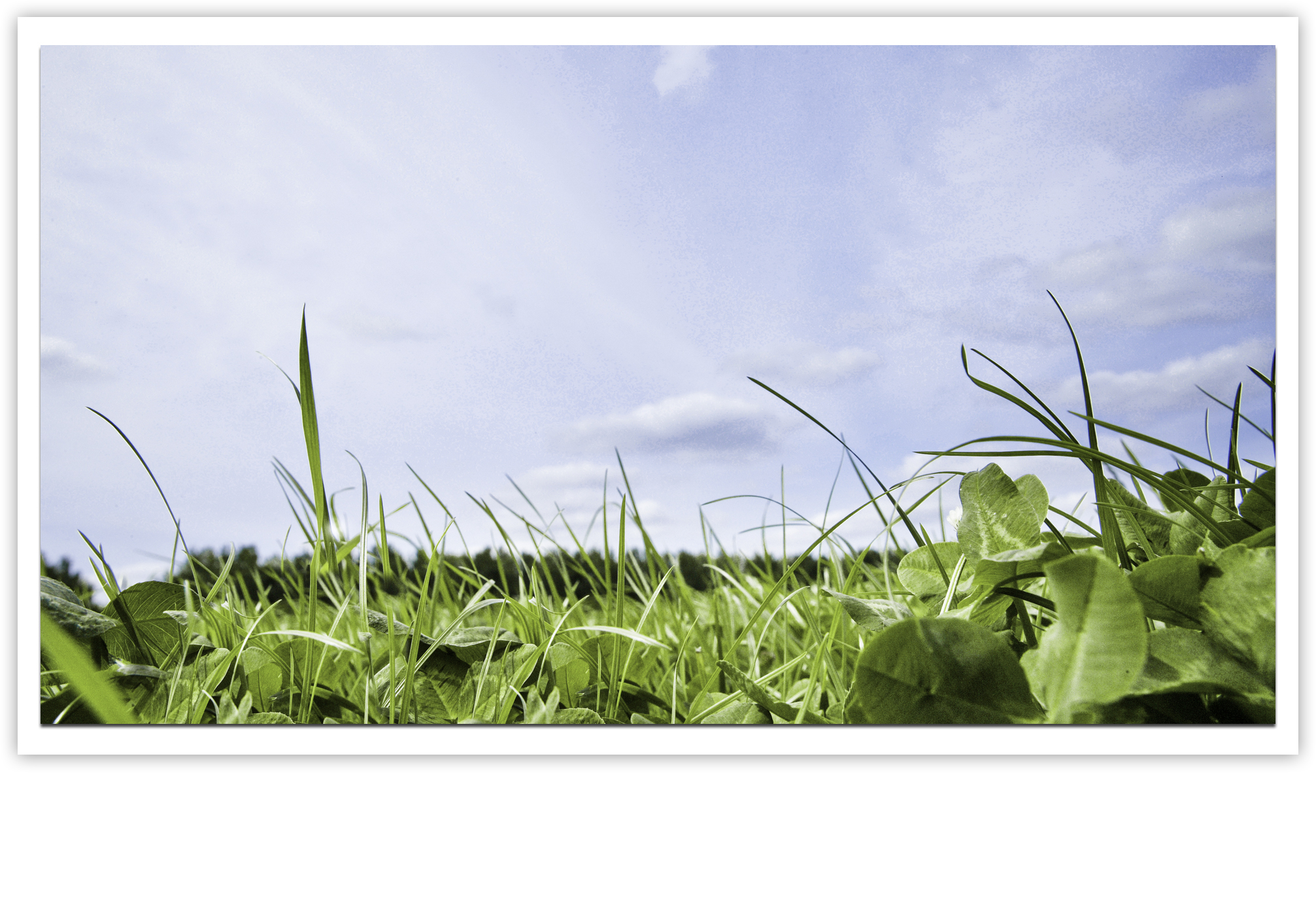 Klaver verlaagt de kostprijs van de melk