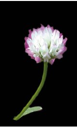 Trifolium michelanium.jpg